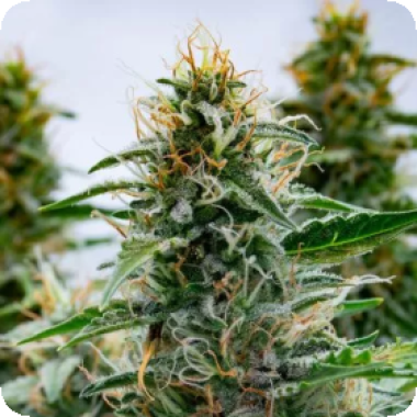 White  Widow  Feminised  Cannabis  Seeds