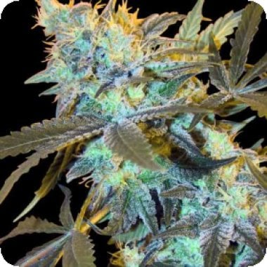 White Widow Feminised Cannabis Seeds 0