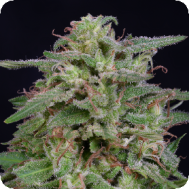 White Widow Feminised Cannabis Seeds 1