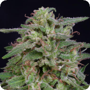 White  Widow  Feminised  Cannabis  Seeds 1