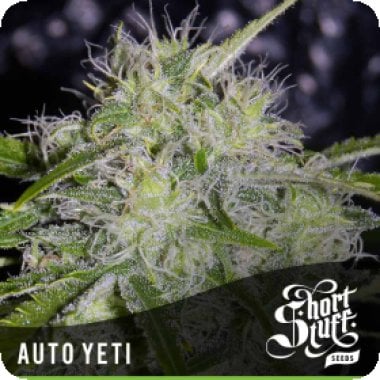 Yeti Auto Flowering Cannabis Seeds 0