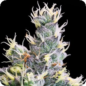 Yuhbary  Auto  Flowering  Cannabis  Seeds