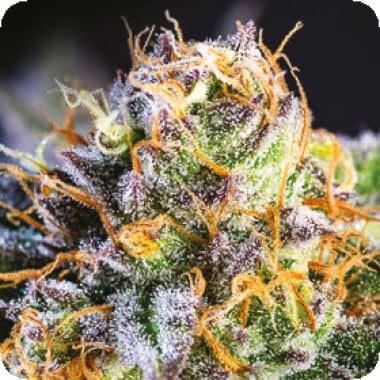 Yuhbary  Feminised  Cannabis  Seeds