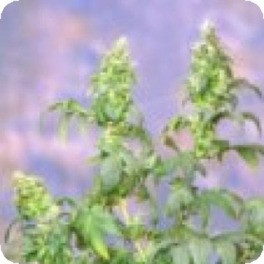 Yumbolt  Feminised  Cannabis  Seeds 0