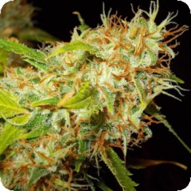 Zamaldelica Auto Flowering Cannabis Seeds 0