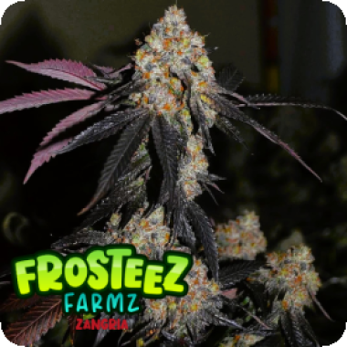 Zangria  Feminised  Cannabis  Seeds