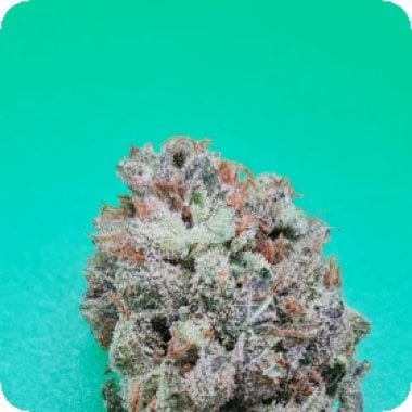 Zkittlez 36  Auto  Flowering  Cannabis  Seeds