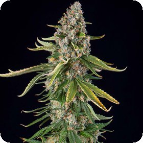 Zkittlez  Auto  Flowering  Cannabis  Seeds 0