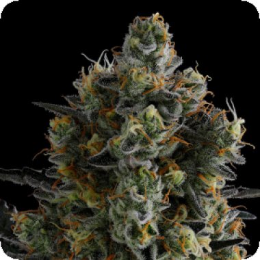 Zkittlez  Feminised  Cannabis  Seeds