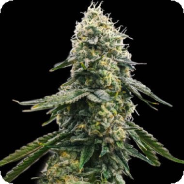 Zkittlez  Feminised  Cannabis  Seeds 0