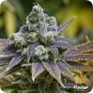 Zkittlez  Feminised  Cannabis  Seeds 1