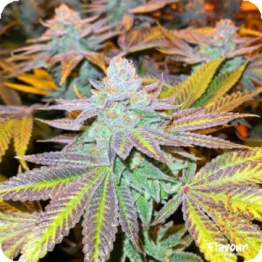 Zkittlez  Glue  Feminised  Cannabis  Seeds 0