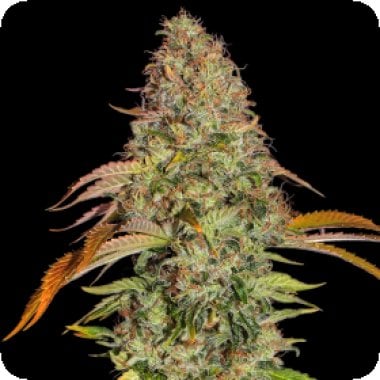 Zkittlez  O G  Auto  Feminised  Cannabis  Seeds