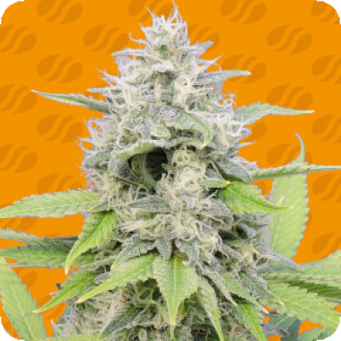 Zkittzy Gorilla