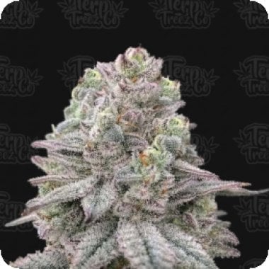 Znapple  Fritter  Feminised  Cannabis  Seeds