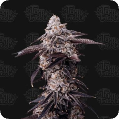 Zoap 39  Feminised  Cannabis  Seeds 1