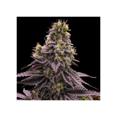 Zombie  Bride  Feminised  Cannabis  Seeds