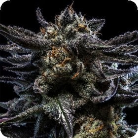 Zombie  Kush  Auto  Flowering  Cannabis  Seeds 0