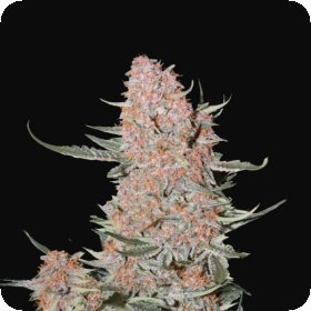 Ztrawberriez  Auto  Flowering  Cannabis  Seeds 0