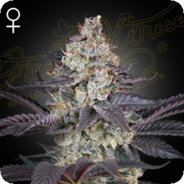 Ztrawberry  Feminised  Cannabis  Seeds 0