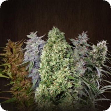 Acemix Fem Ace Cannabis Seeds 0