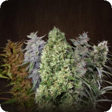 Acemix  Fem  Ace  Cannabis  Seeds 0