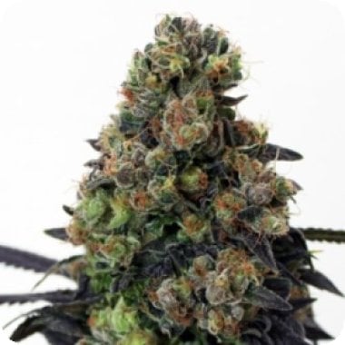 Acid  Dough  Feminised  Cannabis  Seeds  Ripper  Cannabis  Seeds 0