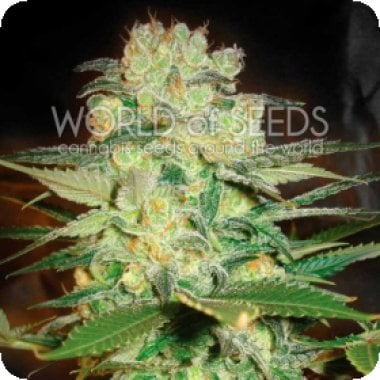 Afghan  Kush  X  White  Widow  Feminised  Cannabis  Seeds  World  Of  Cannabis  Seeds 0