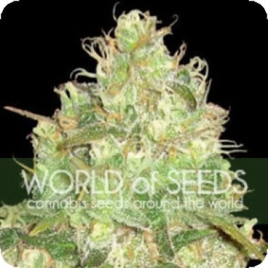 Afghan  Kush  X  Yumbolt  Feminised  Cannabis  Seeds  World  Of  Cannabis  Seeds 0