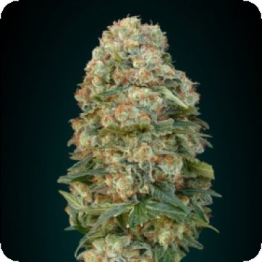 Afghan Skunk Feminised Seeds