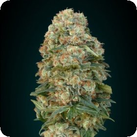 Afghan  Skunk  Advanced  Cannabis  Seeds 0