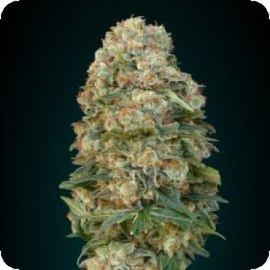 Afghan  Skunk  Advanced  Cannabis  Seeds 0