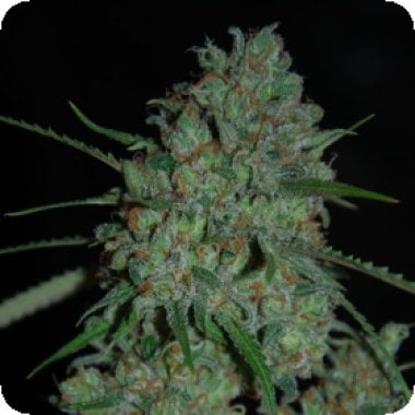 Afghan  Skunk  Feminised  Cannabis  Seeds  Expert  Cannabis  Seeds 0