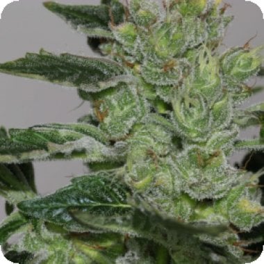 Alaskan  Purple  Feminised  Cannabis  Seeds  Cannabis  Seedsman 0