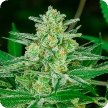 Atlas  Seed  Blue  Dream  Fast 2