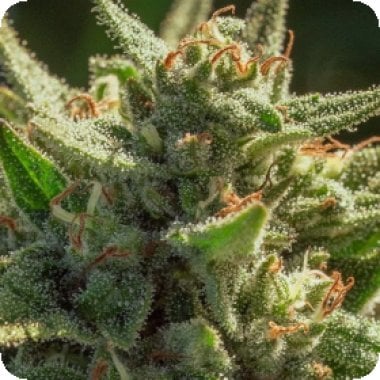 Atlas Seed Cheetah Fat 2