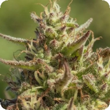 Atlas Seed Chingona 2