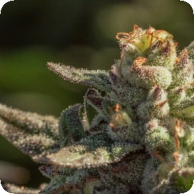 Atlas Seed Fuegisima Fast 1