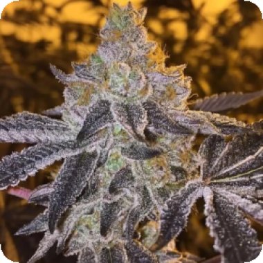 Atlas Seed Gopher Glue 1