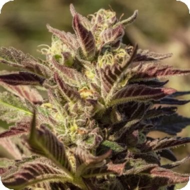 Atlas Seed La Jefa Fast 1