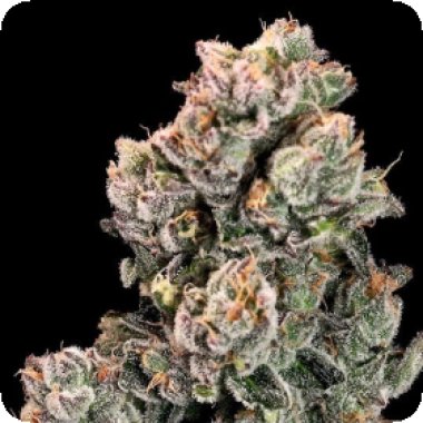 Atlas Seed Slurpicane Fast 1