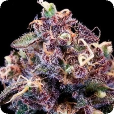 Atlas Seed Berry Pie 2