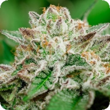 Atlas Seed Cosmic Crashers 1