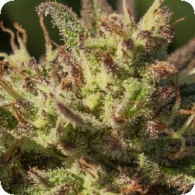 Atlas Seed Neon Girlgirl Fast 1 1