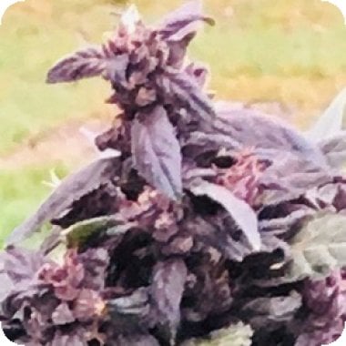 Atlas Seed Purple Star Cbd Auto 1