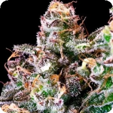 Atlas Seed Purple Punch 1