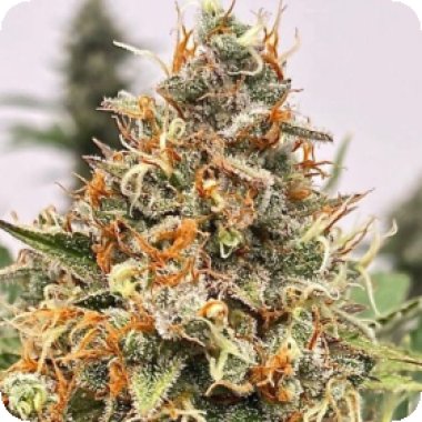 Atlas Seed Mendo Butter 1