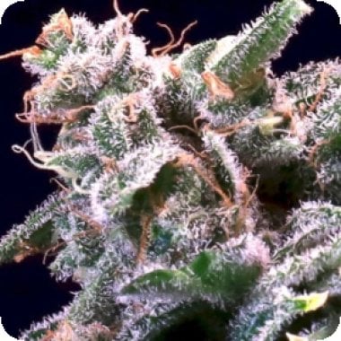 Atlas  Cannabis  Seeds  Banana  Cream  Jealousy  2