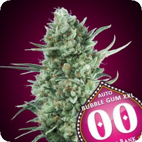 Auto  Bubble  Gum  Xxl   5  U  Fem 00  Cannabis  Seeds  P1 0