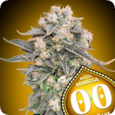 Auto  Mimosa   3  U  Fem 00  Cannabis  Seeds  P1 0